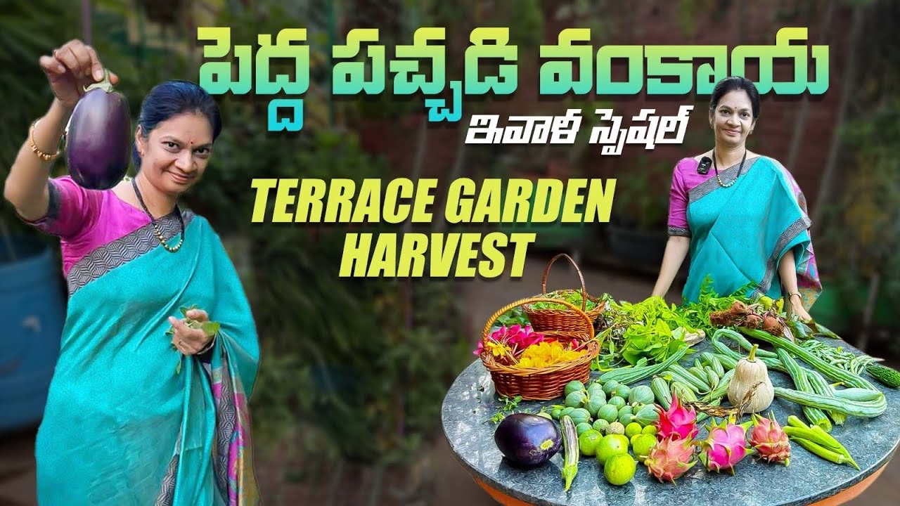 Terrace Garden Harvest/  ఇంటికి సరిపడా ,బయట దొరకని కూరగాయలు ఆకుకూరలు .@MADGARDENER  #garden  #plants