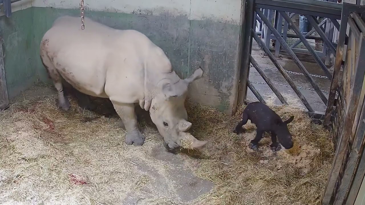 BIOPARC Valencia vive con emoción y “en directo” el primer nacimiento de un rinoceronte