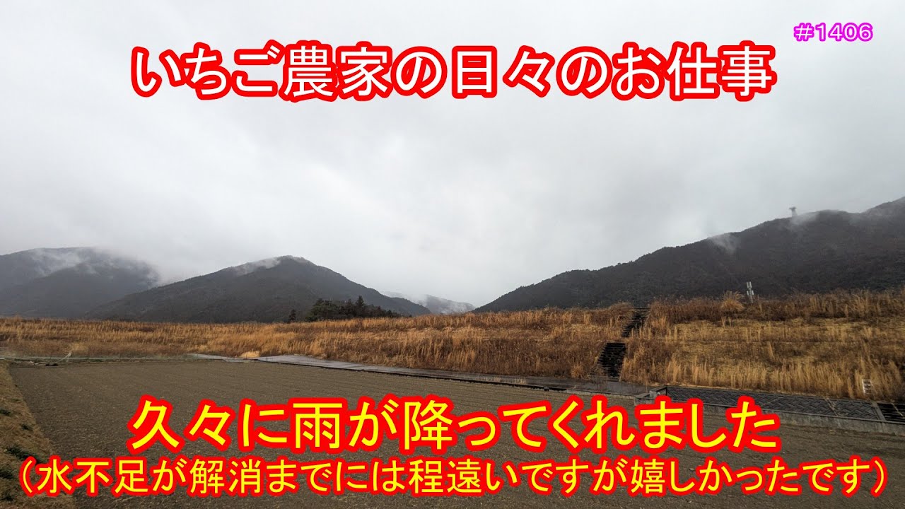 久々に雨が降ってくれました（水不足が解消までには程遠いですが嬉しかったです）　いちご農家の日々のお仕事　＃１４０６