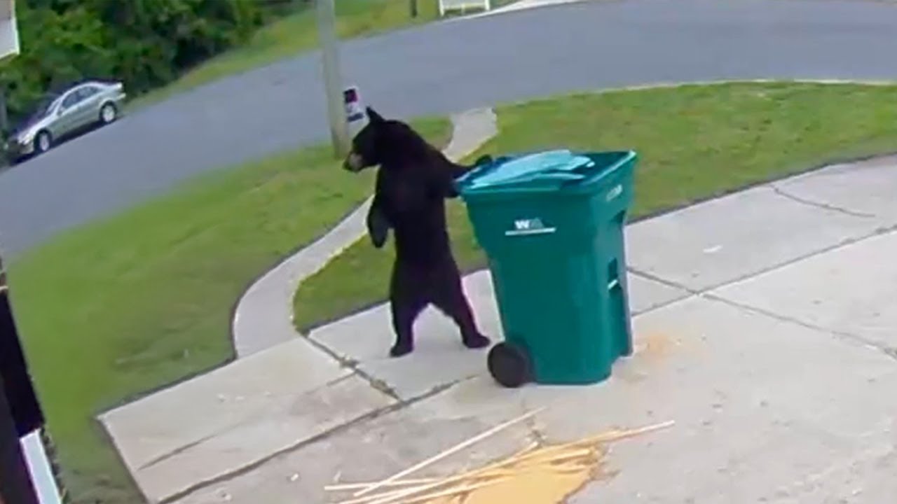 Funniest ANIMALS Videos on CCTV That Will Make You Laugh To Tear 😂
