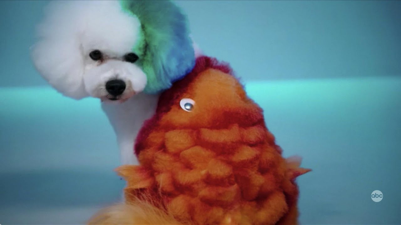 Why the Dog-Grooming Show ‘Pooch Perfect’ Is Being Slammed