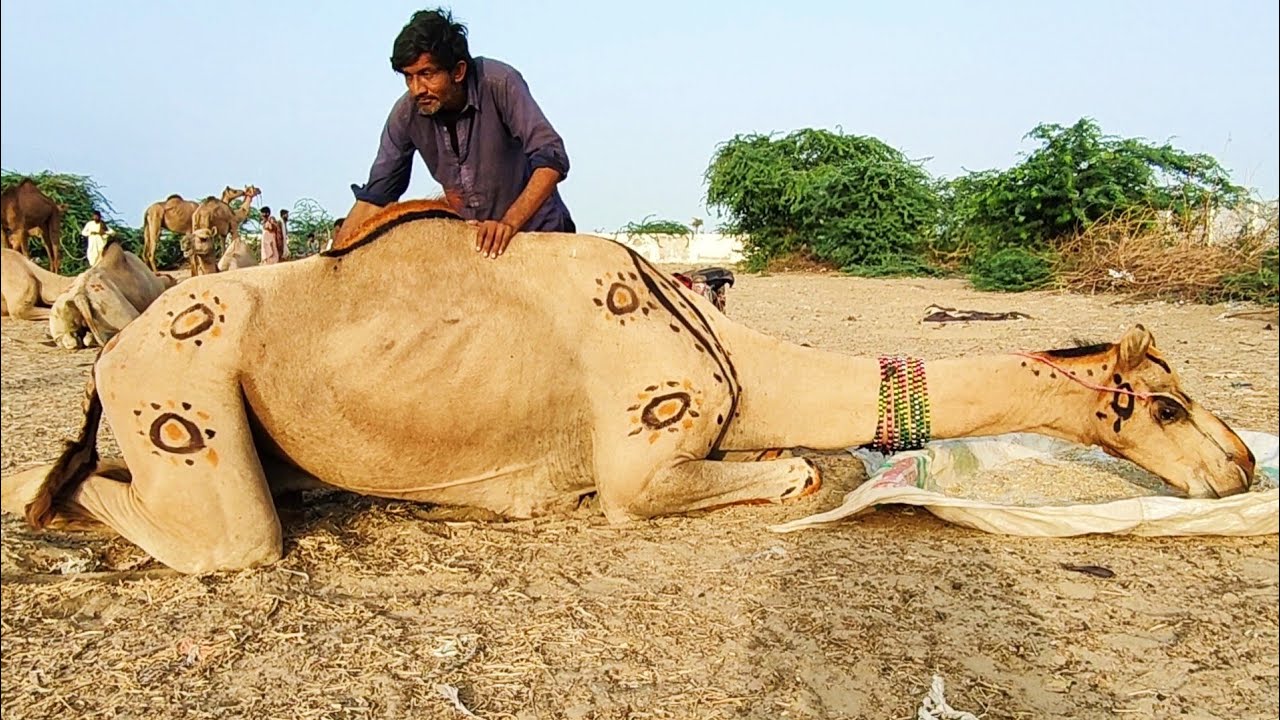 22 Ft Longest Camel Of World || Longest Camel || Biggest Camel || Heavy Weight Camel