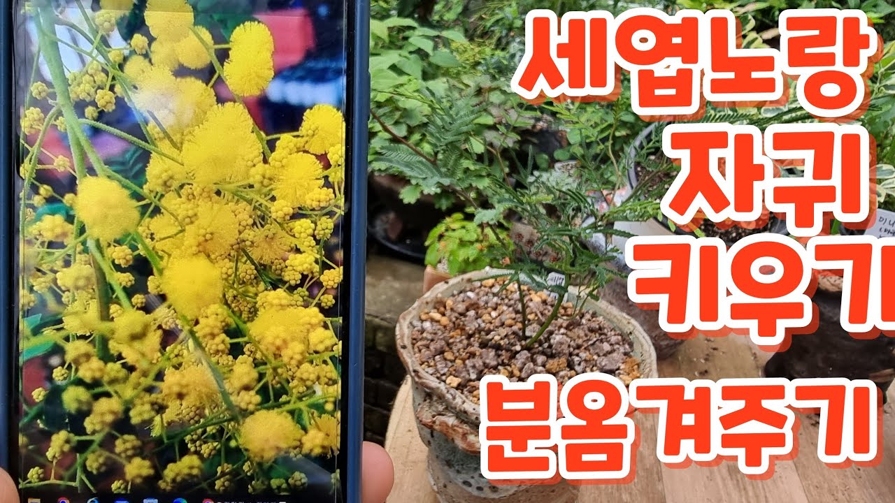 꽃향기야생화 #노랑아카시아자귀 #분옴기기 #키우기