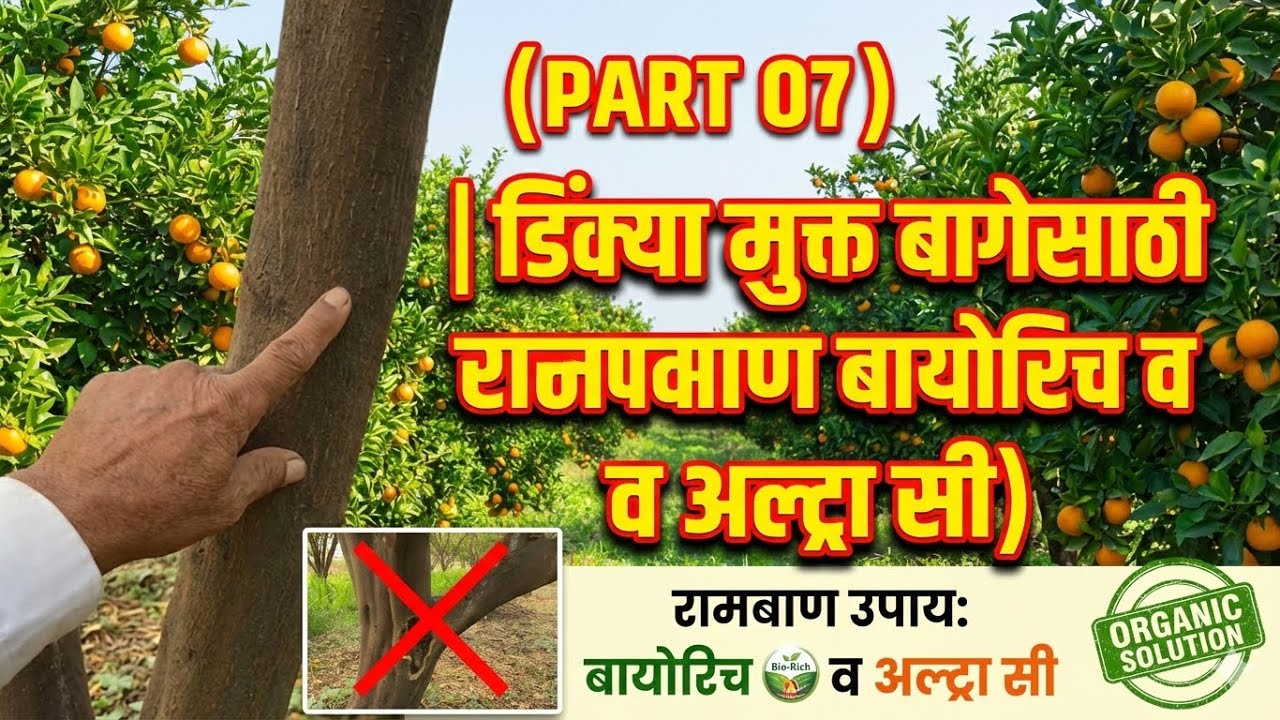 PART 07 | डिंक्या मुक्त बागेसाठी रामबाण बायोरिच व अल्ट्रा सी)