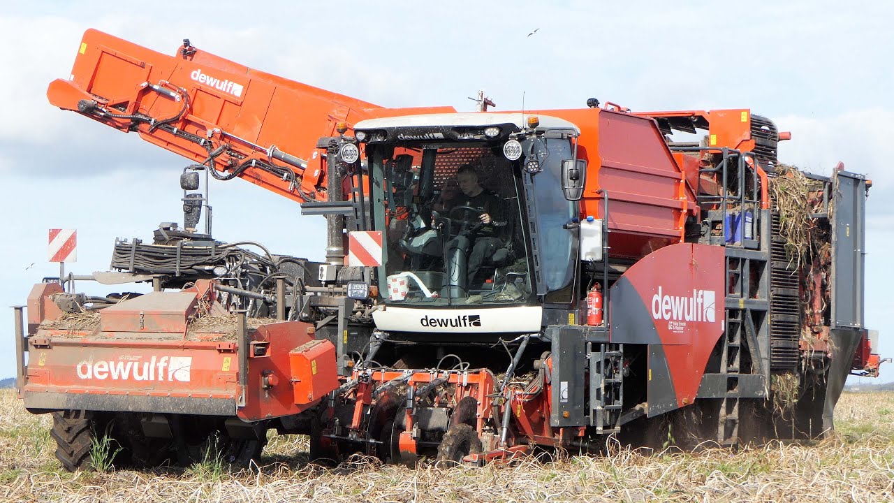 DEWULF RQA3060 Harvesting Potatoes