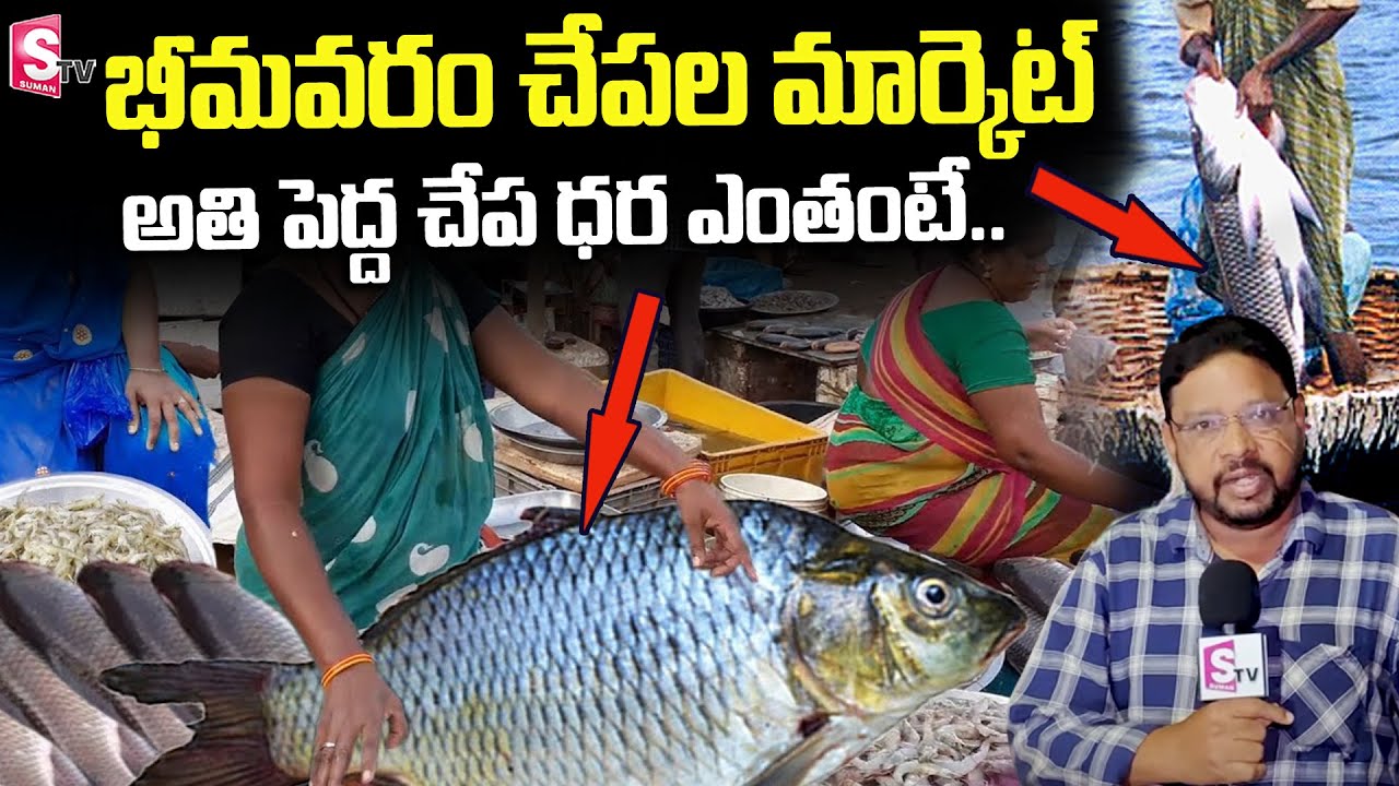 Bhimavaram Fish Market | Fresh Fish in Bhimavaram | Cost Of Fishes in Bhimavaram Market |  SumanTV
