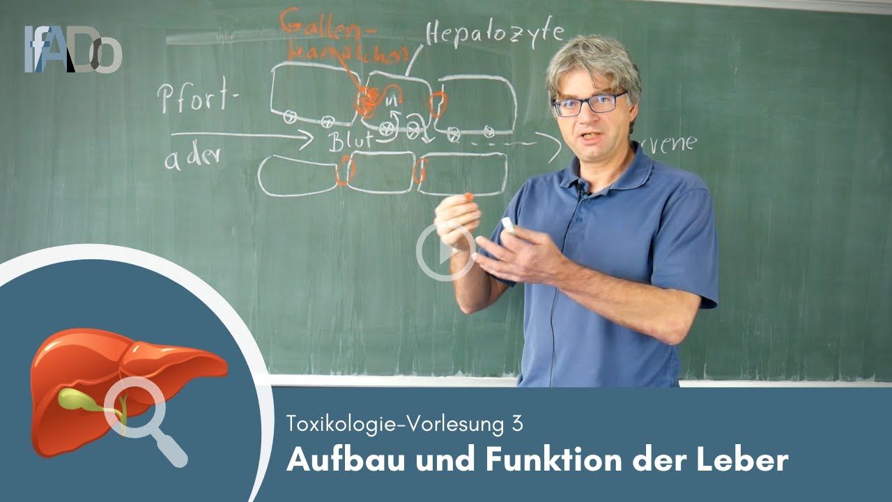Toxikologie erklärt: Grundlagen zur Leber (Vorlesung 3)