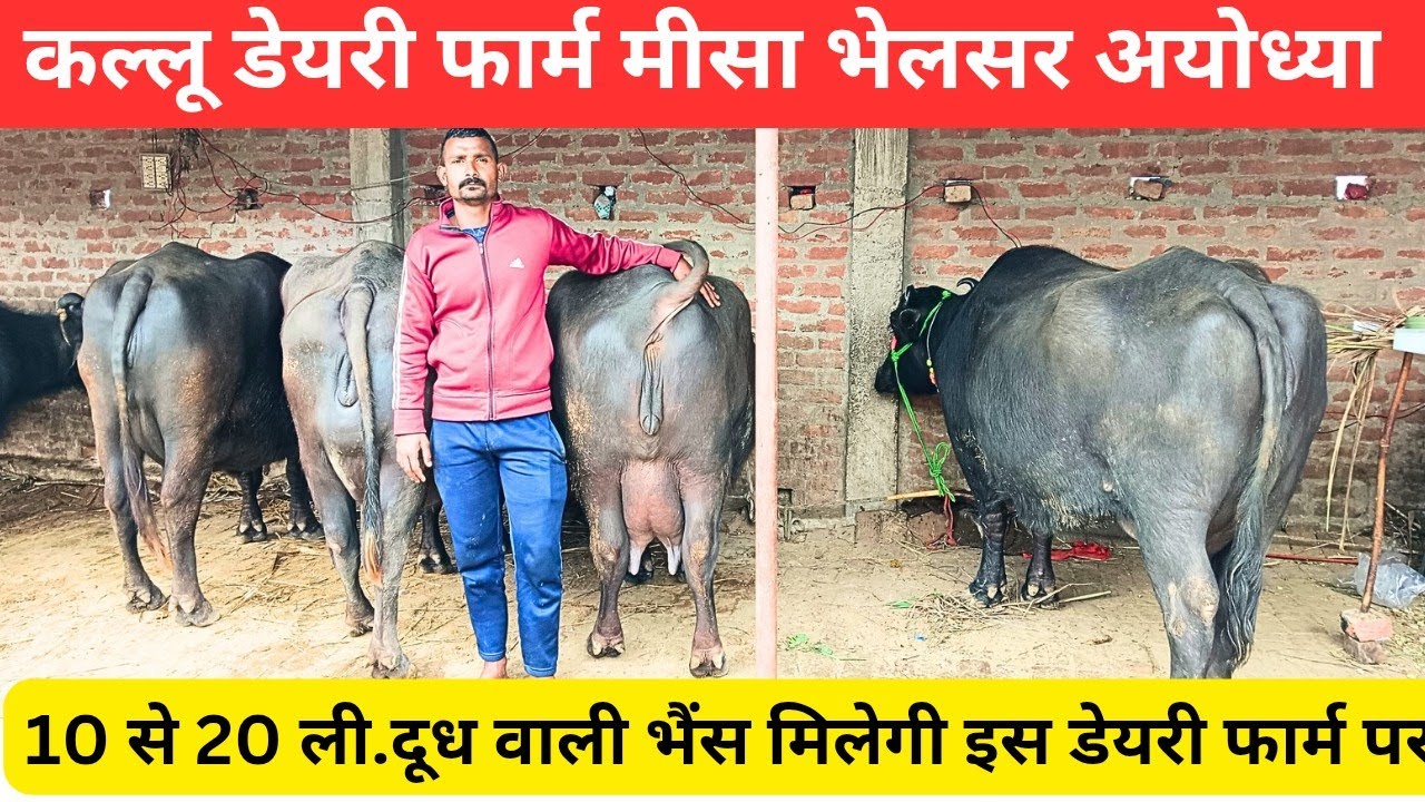 10 से 20 ली.दूध वाली भैंस के लिए इस डेयरी फार्म पर आए,kallu Dairy form Ayodhya up