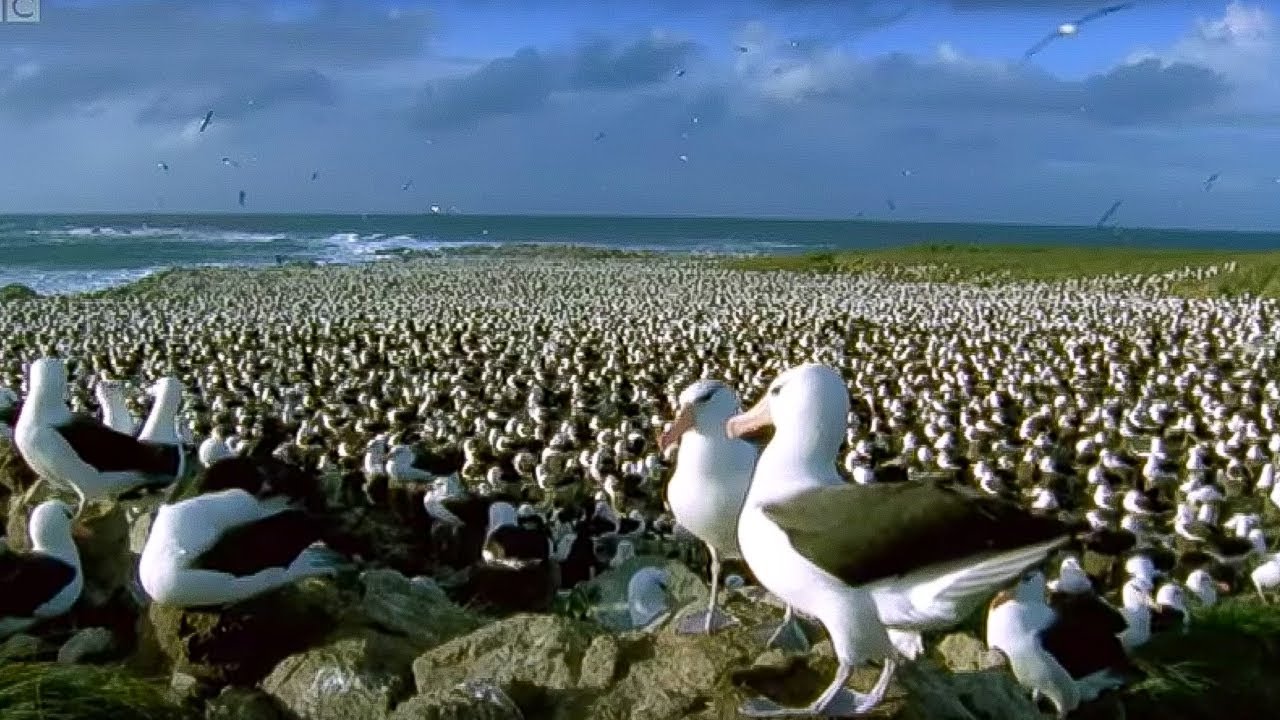 World's Largest Albatross Colony | Blue Planet | BBC Earth