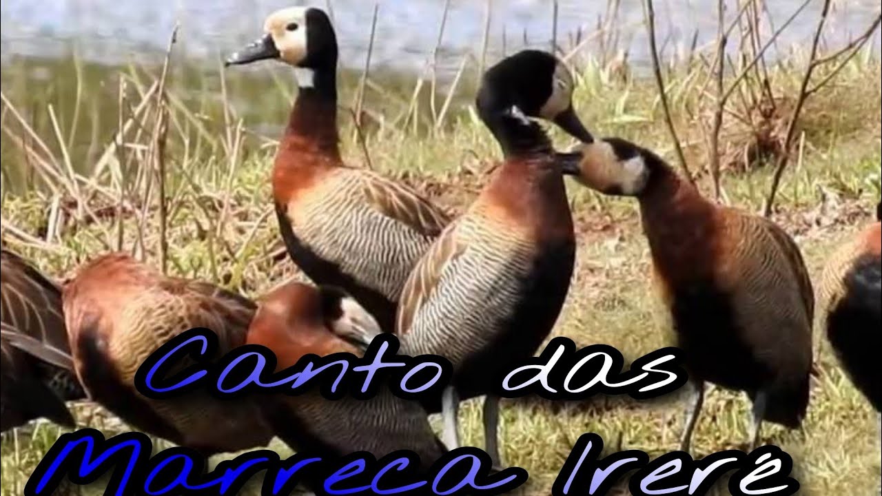 Canto das Marreca Ireré, melhor canto para chama de marrecas