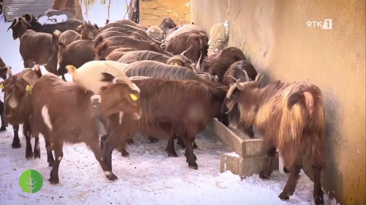 Toka - Dhitë ballkanike në dimër  04.03.2023