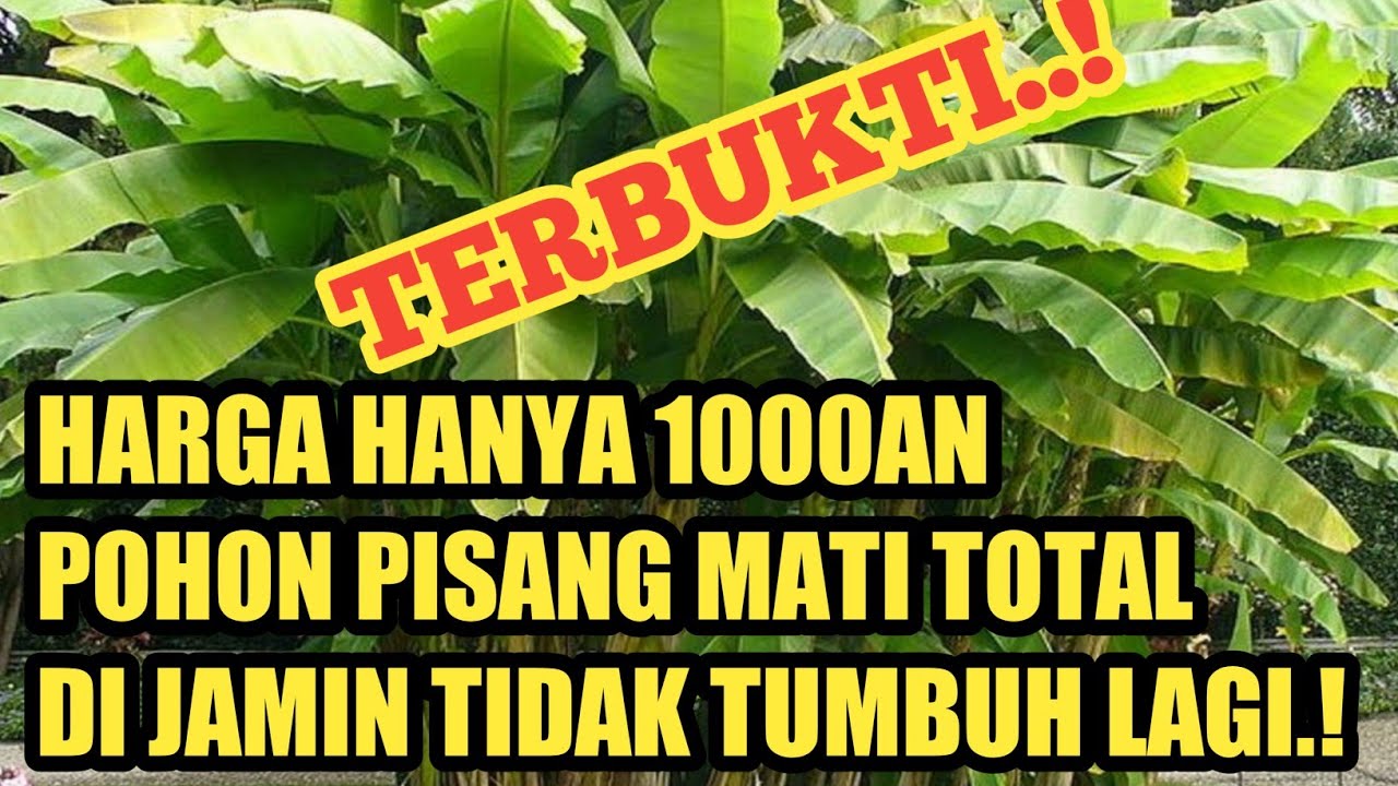 CARA AMPUH MEMBUNUH POHON PISANG SAMPAI AKARNYA