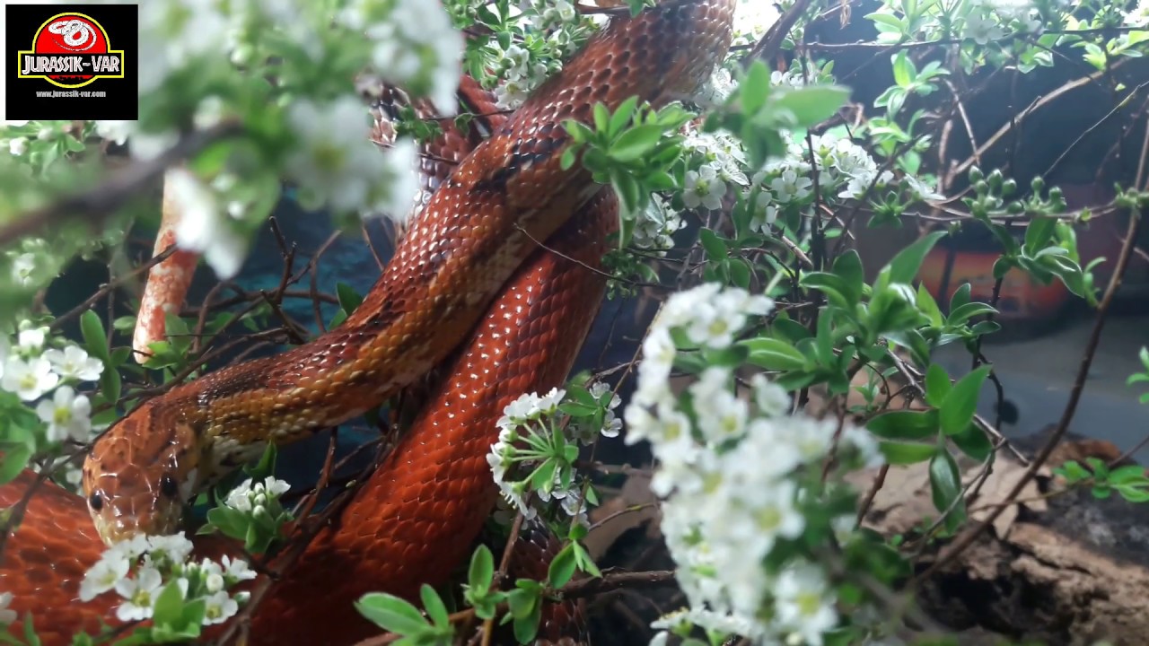 TERRARIUM NATUREL POUR PANTHEROPHIS GUTTATUS