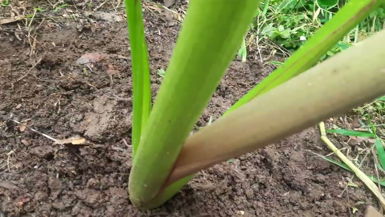 Rutinitas pengkebun talas pratama