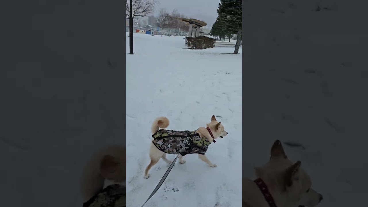 IN小樽の埠頭公園🐕#2025年も今日でラスト#今年最後の仕事に遅刻しそぉ#白柴シロたん#白柴シロたんを来年も宜しくお願いします#皆様にとって良い年を