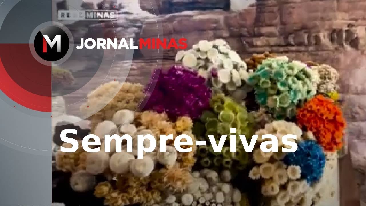 Sempre-vivas: coleta das flores gera renda e é reconhecida como patrimônio de Minas - Jornal Minas