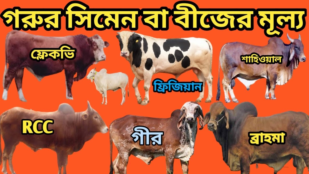 ব্রাহমা,গীর,ফ্লেকভি, ফ্রিজিয়ান, শাহিওয়াল, রেড চিটাগং সিমেন বা বীজের মূল্য জানুন।