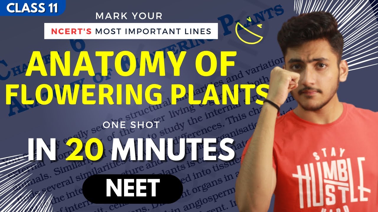Anatomy of Flowering Plants Class 11 | Biology | For NEET | Full Revision In 20 Minutes