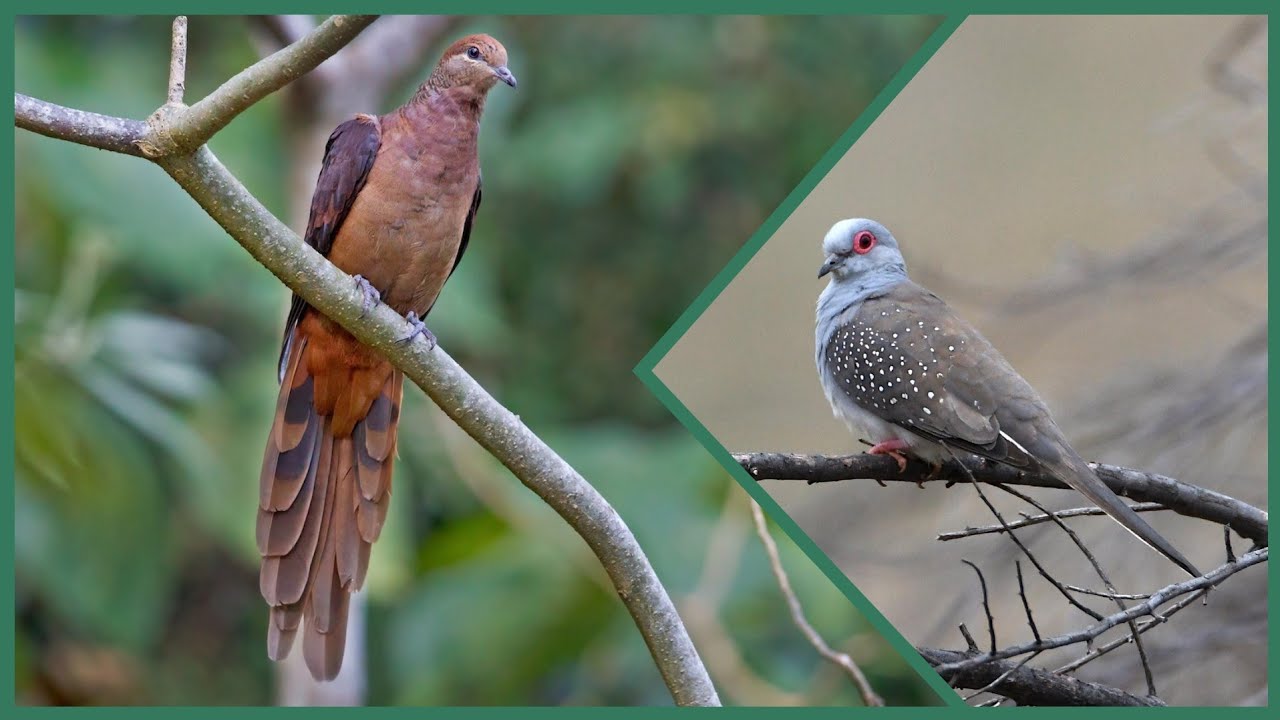 8 Most Unique Doves In The World [hindi]