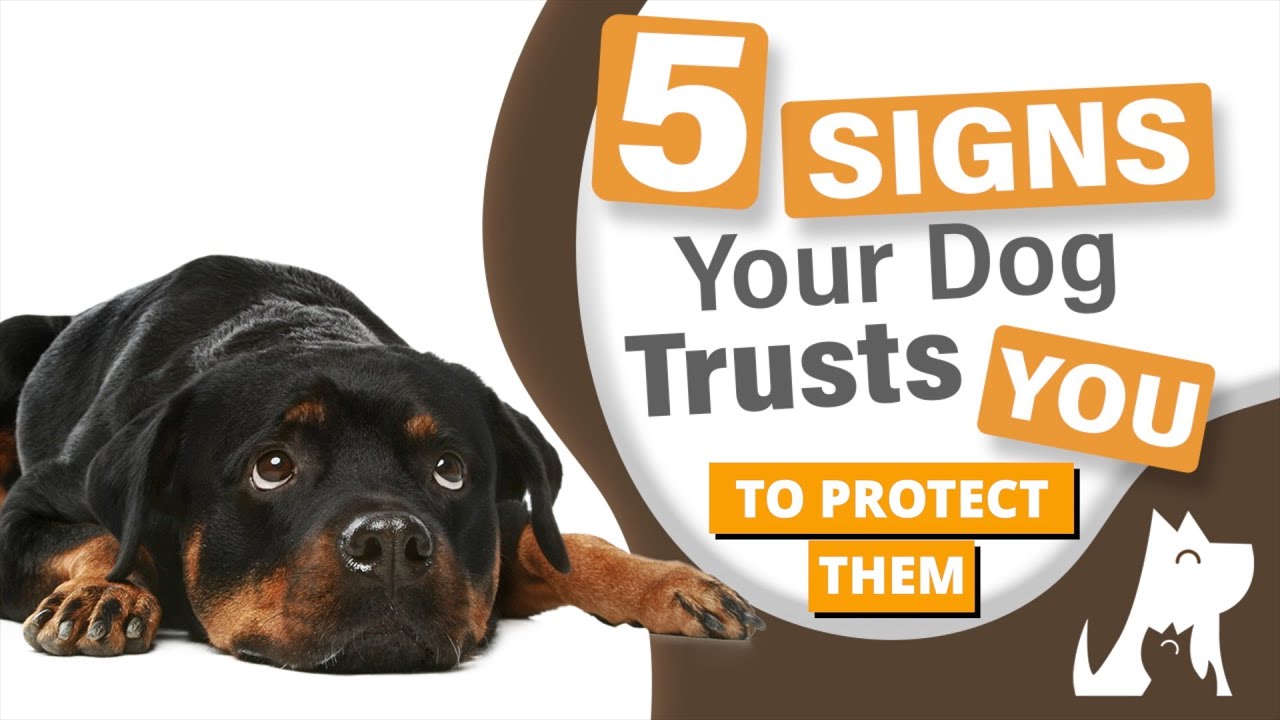 5 signs your dog trusts you to protect them