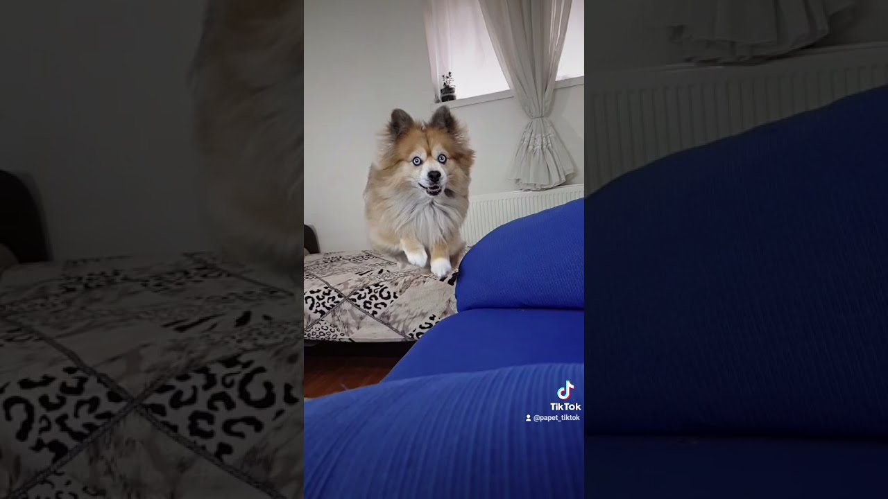 Dog Jumping In Epic Slow Motion #Shorts