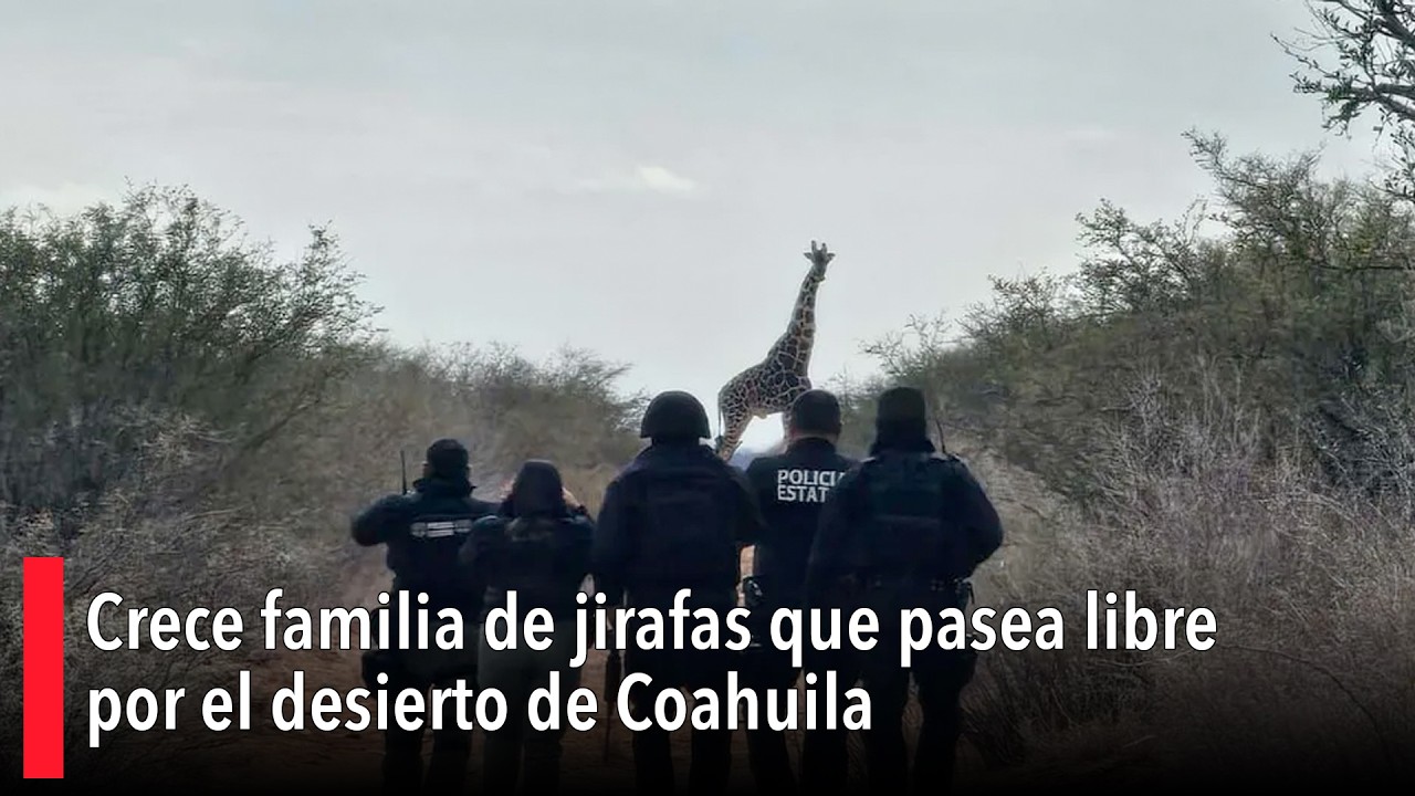 Crece familia de jirafas que pasea libre por el desierto de Coahuila