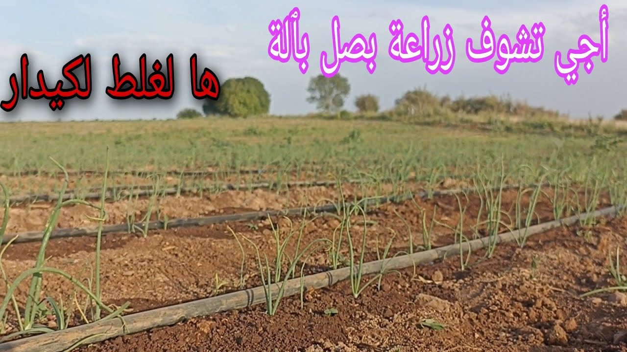 للمبتدئين فلاحة اجي تشوف طريقة زراعة بصل بٱلة بالمغرب وأخطاء  في هد زراعة بصل بٱلة معلومات مهمة
