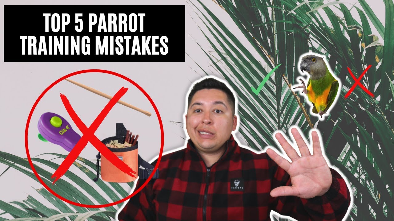 Are you making these top 5 common parrot training mistakes?