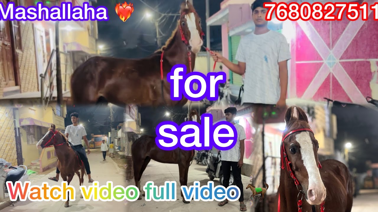 Horse for sale in Hyderabad contact:- #7680827511 #horse #lover #trending #mashallah 🐎🔥