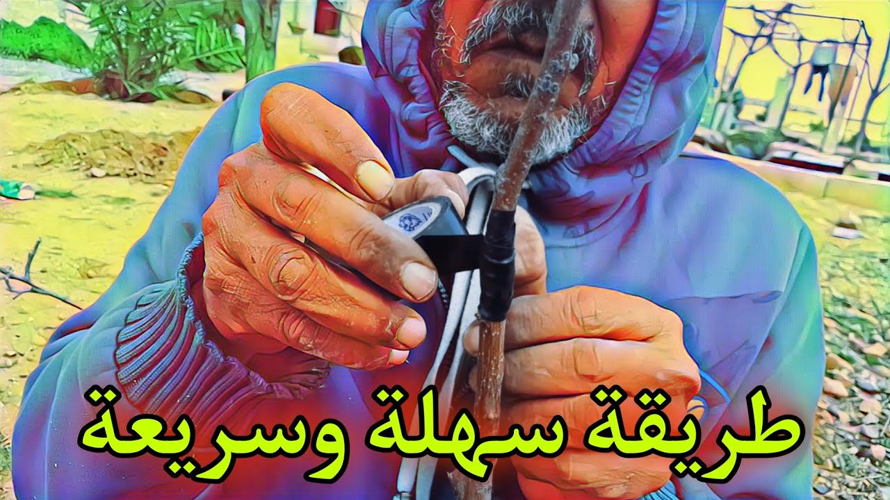 كيفية تطعيم أشجار التفاح How to graft apple trees