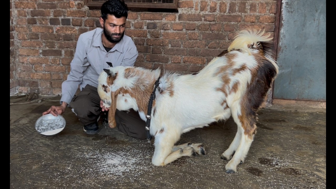 Mashallah season quality goat palne wale bakre start 13500