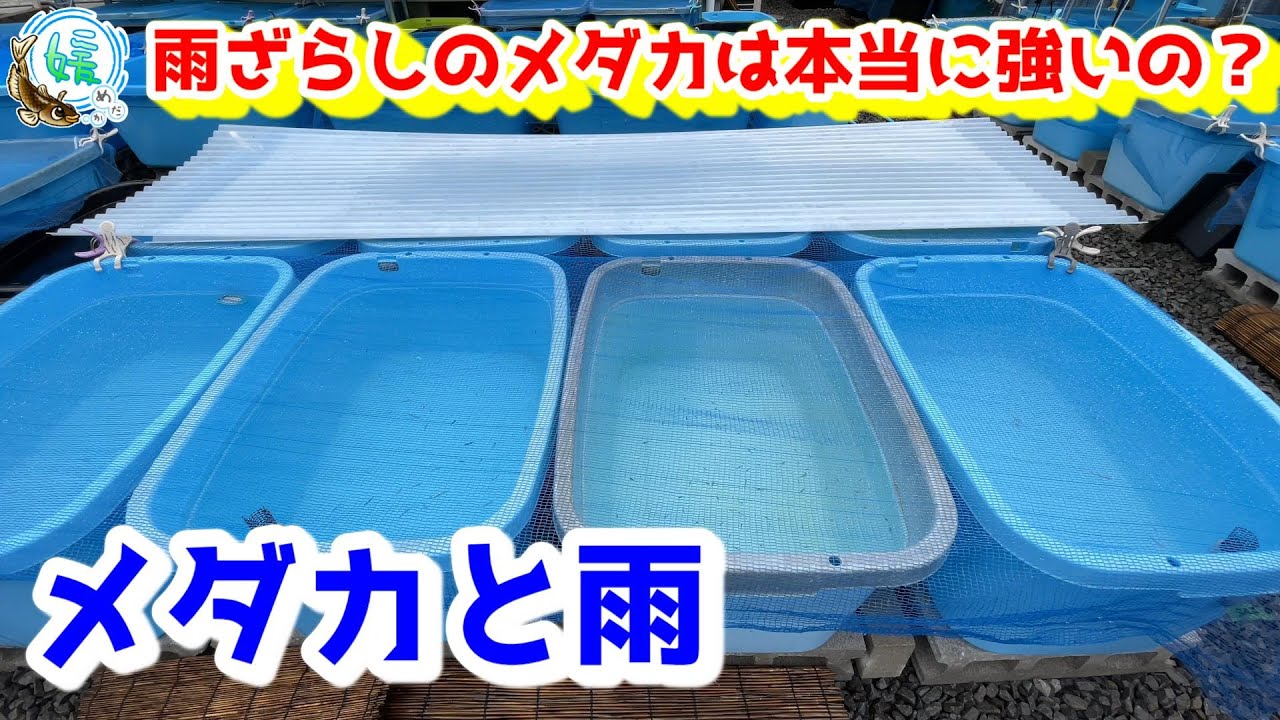 メダカは雨ざらし飼育が強い！は間違い？過保護飼育が弱いということへの誤解～雨が続く日の水質変化で知っておきたいこと～【媛めだか/青水と雨】
