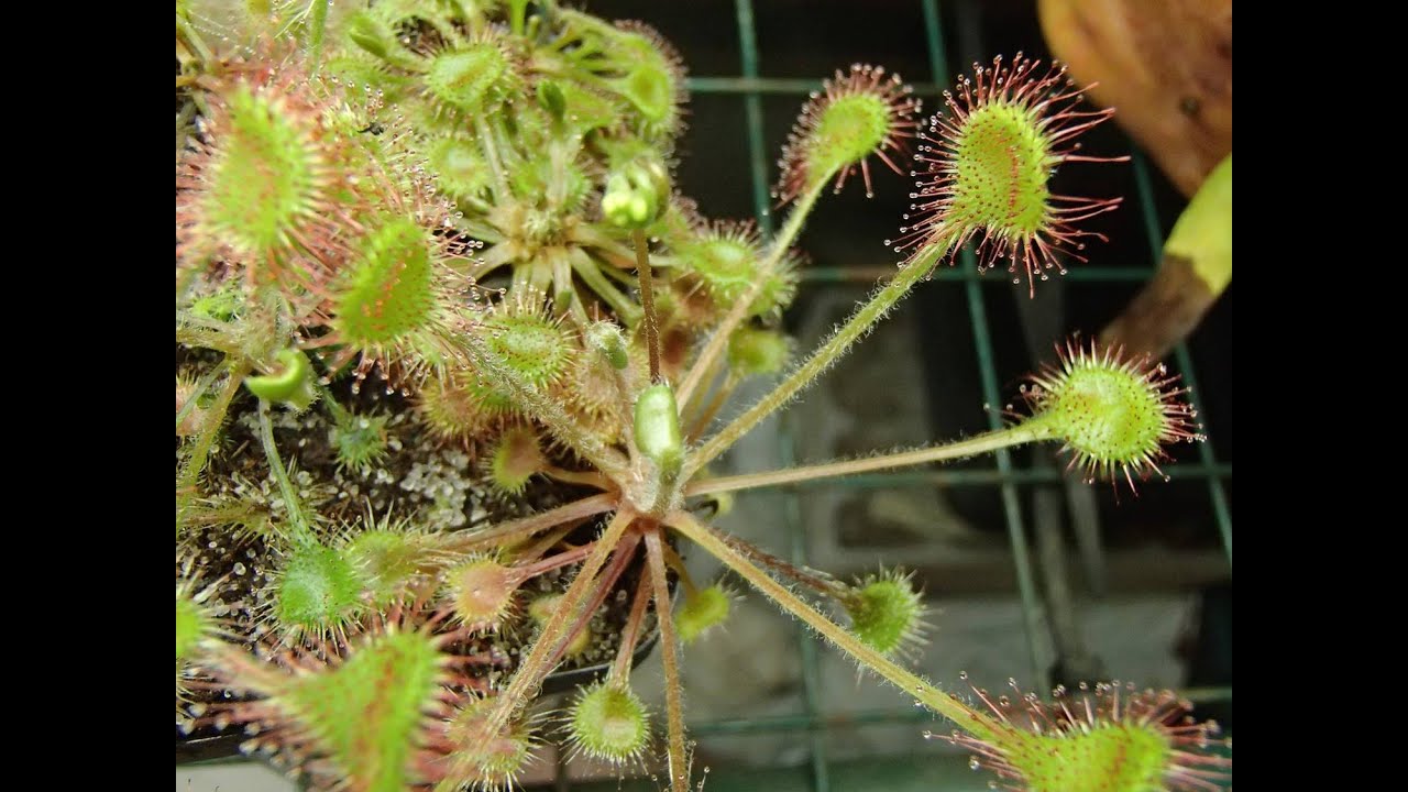 Любимая росянка Дарвина, Drosera rotundifolia