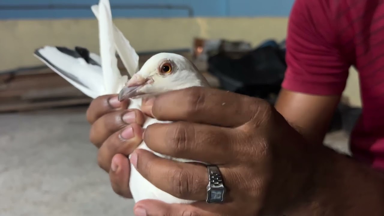 🕊️my loft my favourite 🤩 male birds 🕊️❤️🕊️