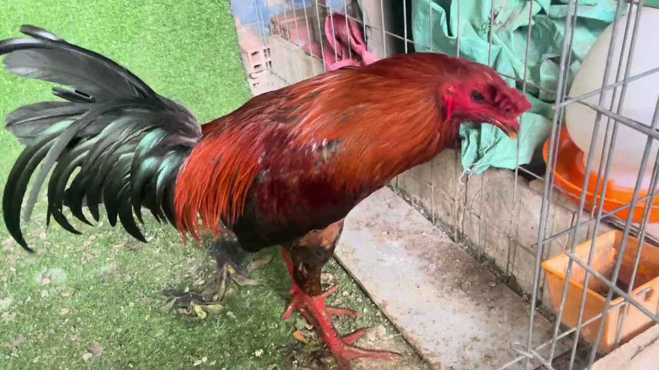 Siêu phẩm nhe ae 3,5 kg 