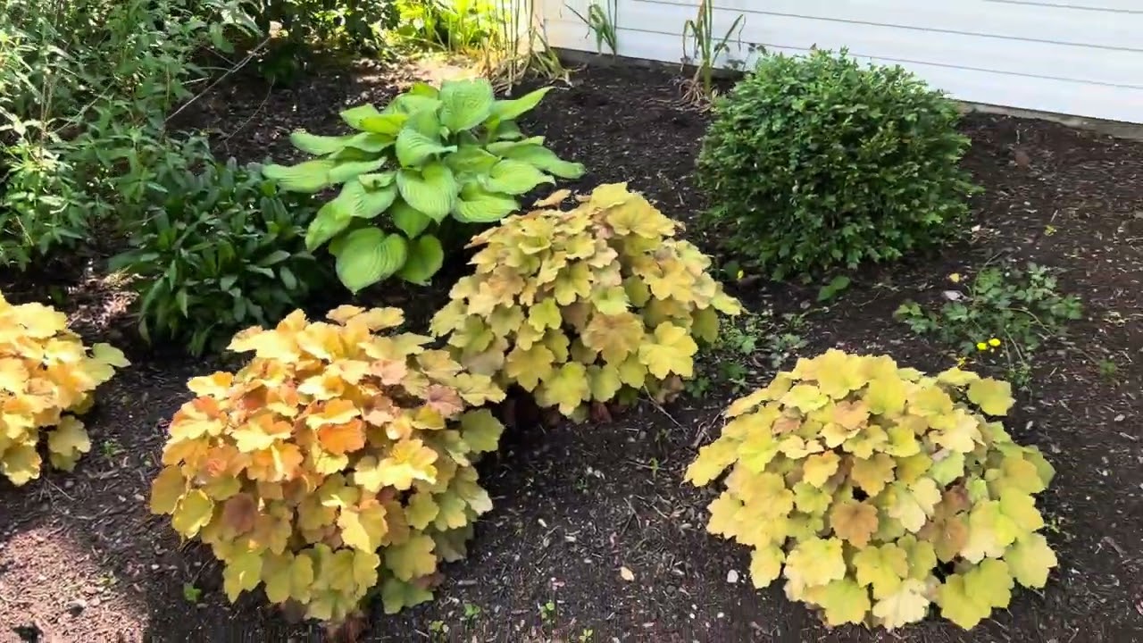 Pre - Memorial Day Late Spring Blooming Tour: Lemon Meringue False Indigo, Caramel Heuchera