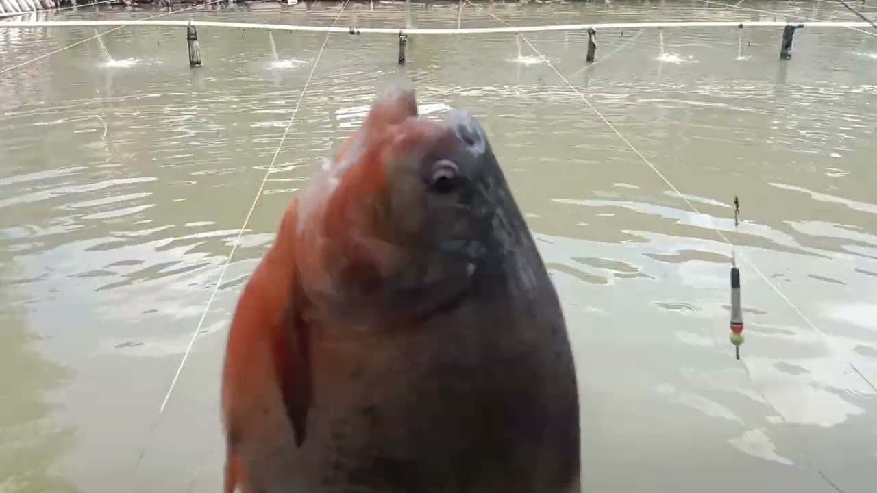 Cara meracik umpan ikan bawal media daging ayam langsung test