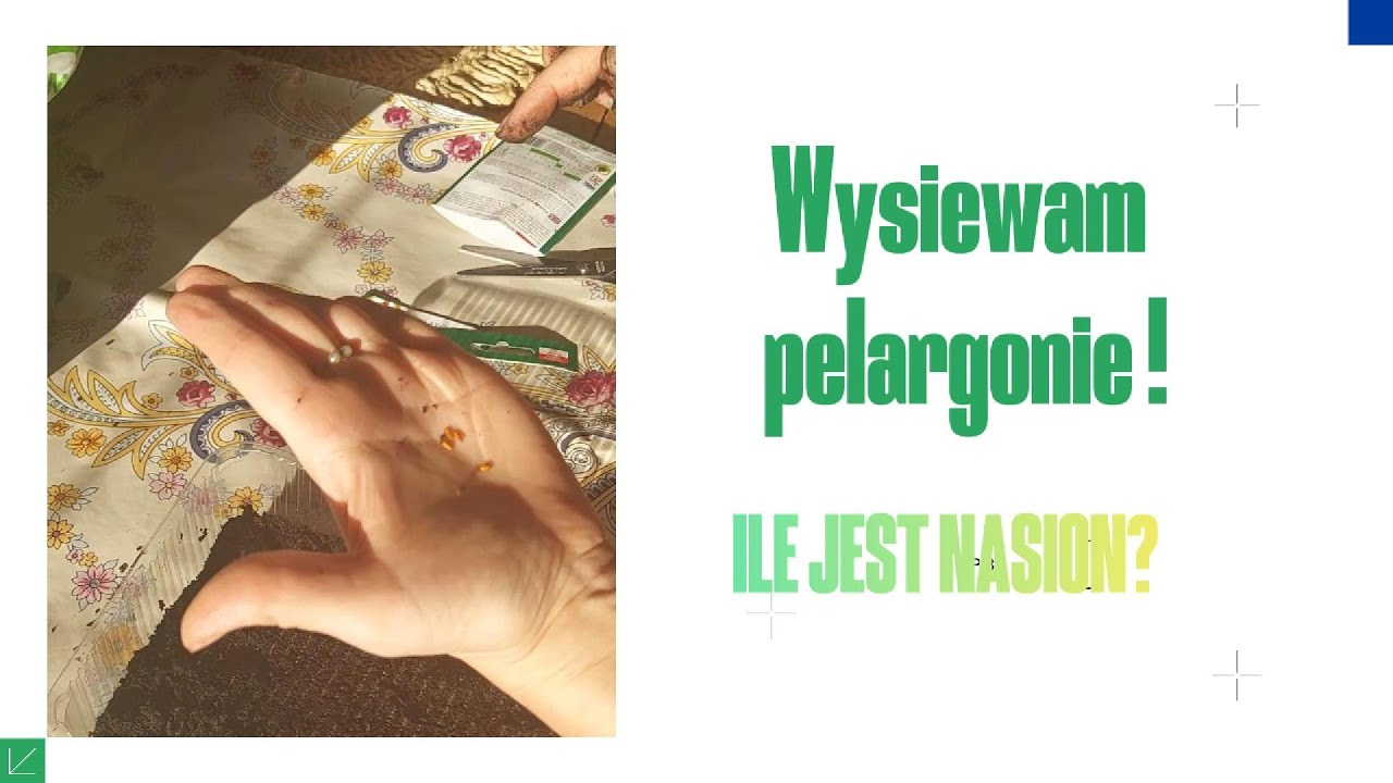W końcu wysiewam pelargonie! Ile było nasion w opakowaniu??