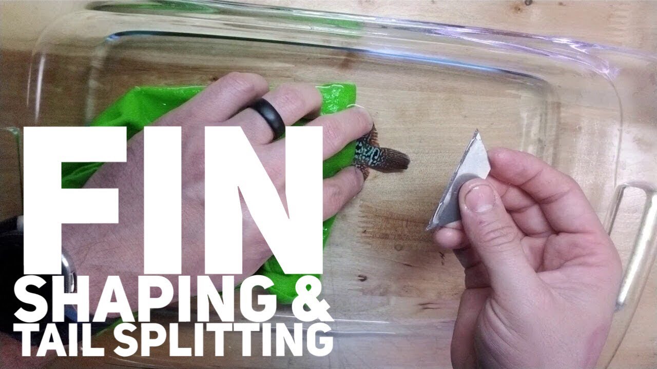 Competition Flowerhorn Tail Splitting & Fin Shaping How To