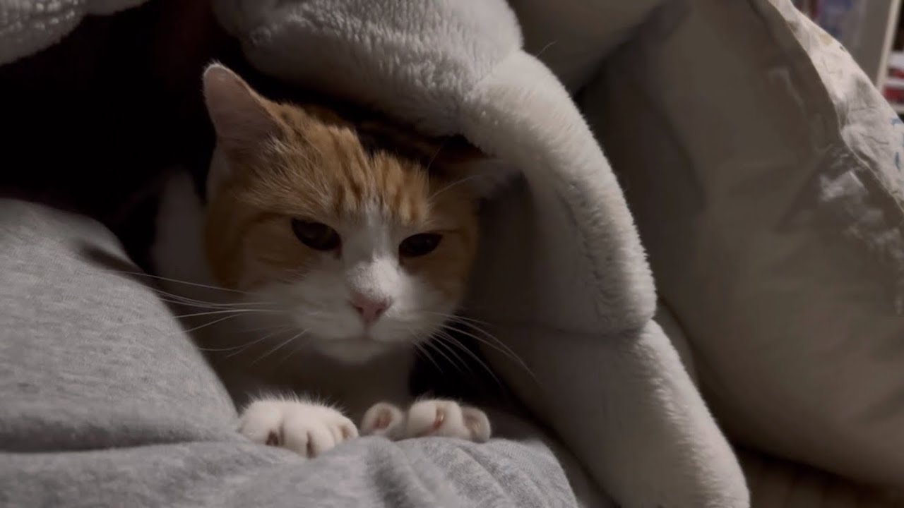 【三毛猫】ミケと一緒に寝る時はこんな感じ（2023年12月11日）