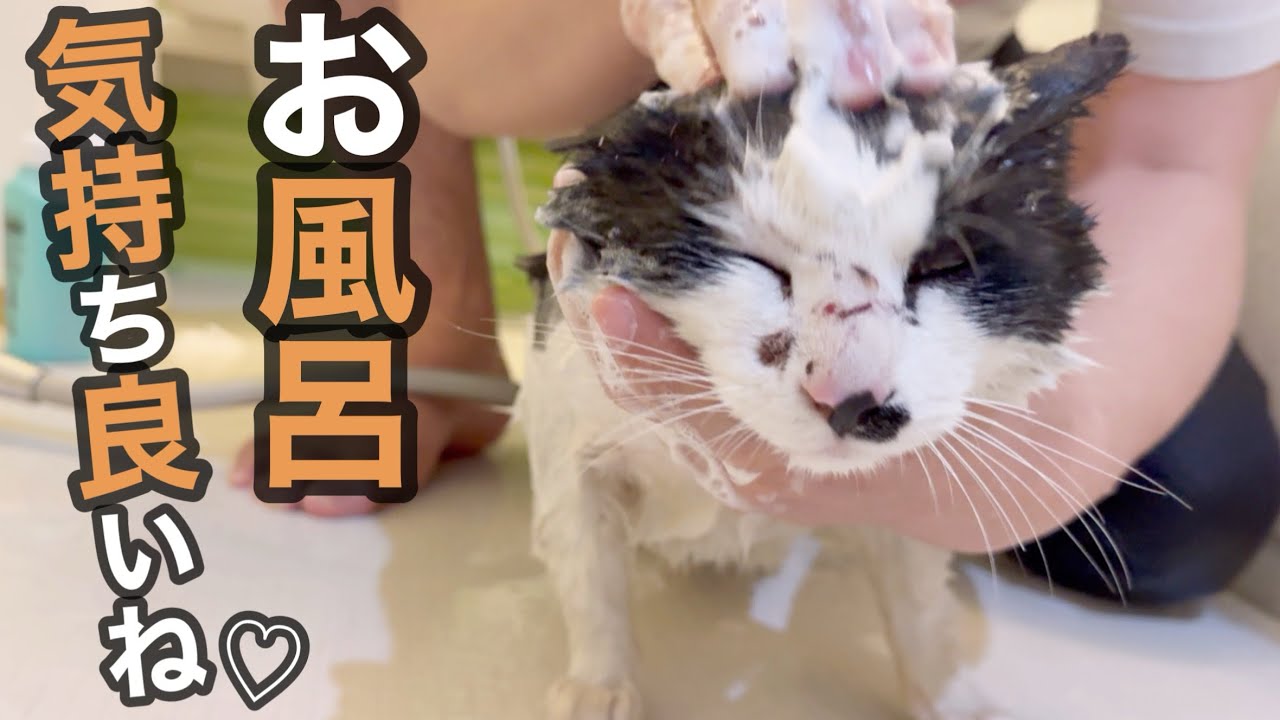 ケンシロウ初めてのお風呂にご満悦！？銭湯にいるおじさんみたい…（笑）