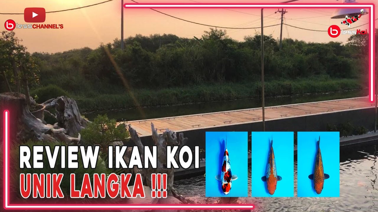 REVIEW IKAN KOI UNIK LANGKA❗❗❗
