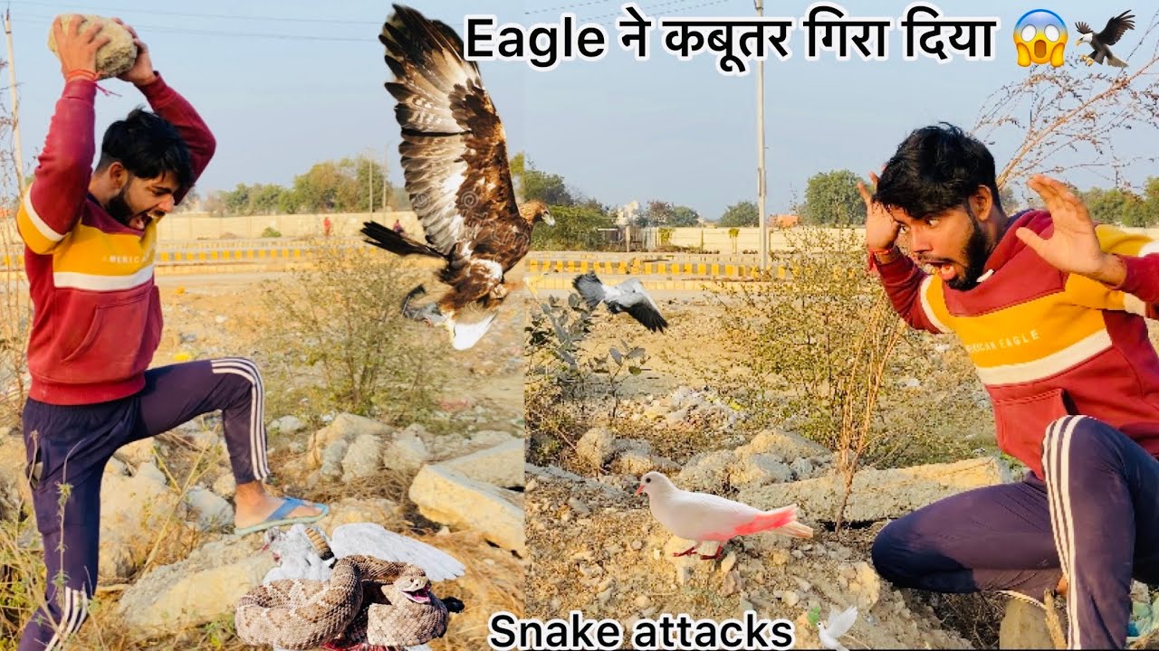 साँप ने कबूतर पकड़ लिया 🐍 !! White pigeon Saved from snake attack 🕊 !! कबूतर गिर गया