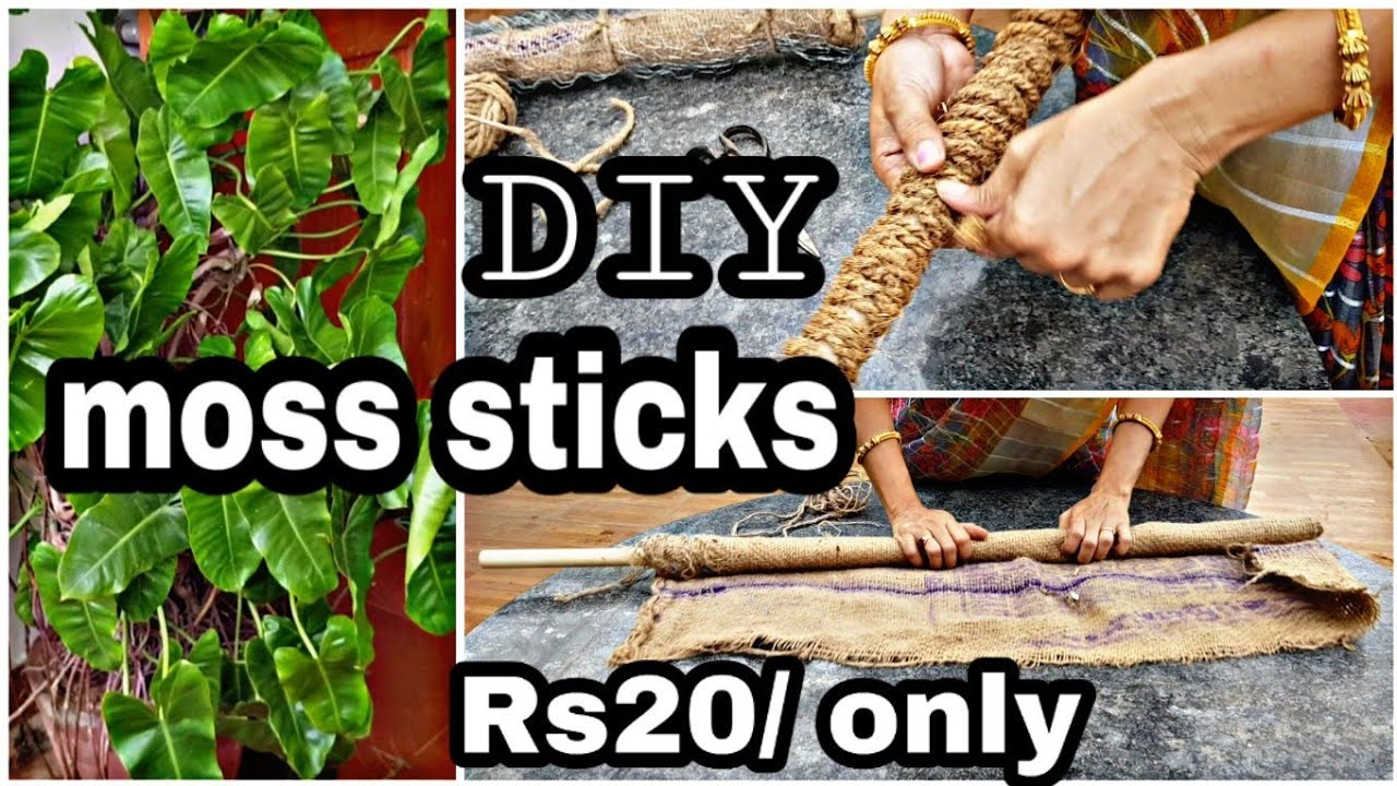 మనీ ప్లాంట్ ఎక్కించటానికి చవకగా moss stick ల తయారీ/DIY CHEAP &BEST moss sticks at home. #money plant