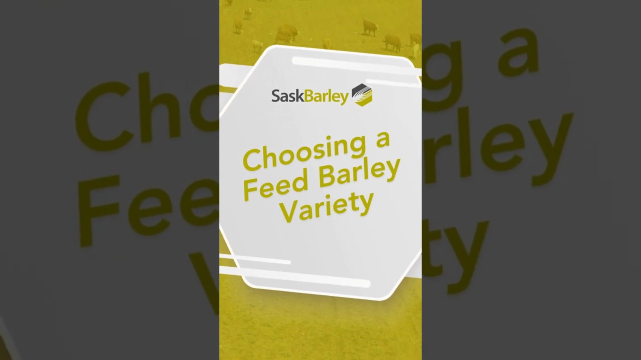 Choosing a Feed Barley Variety | SaskBarley |  