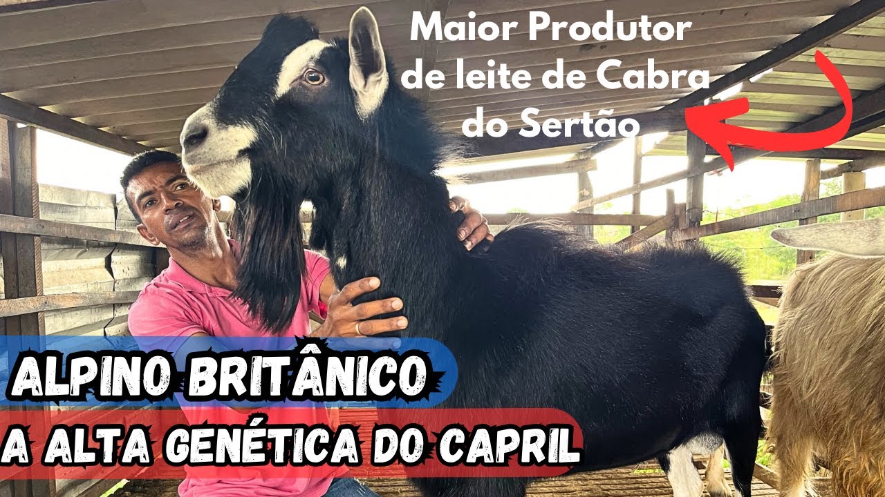 VEJA A CRIAÇÃO DE CABRAS LEITEIRAS DO AMIGO VAL MAIOR PRODUTO DE LEITE DE CABRA DO SERTÃO #sertanejo