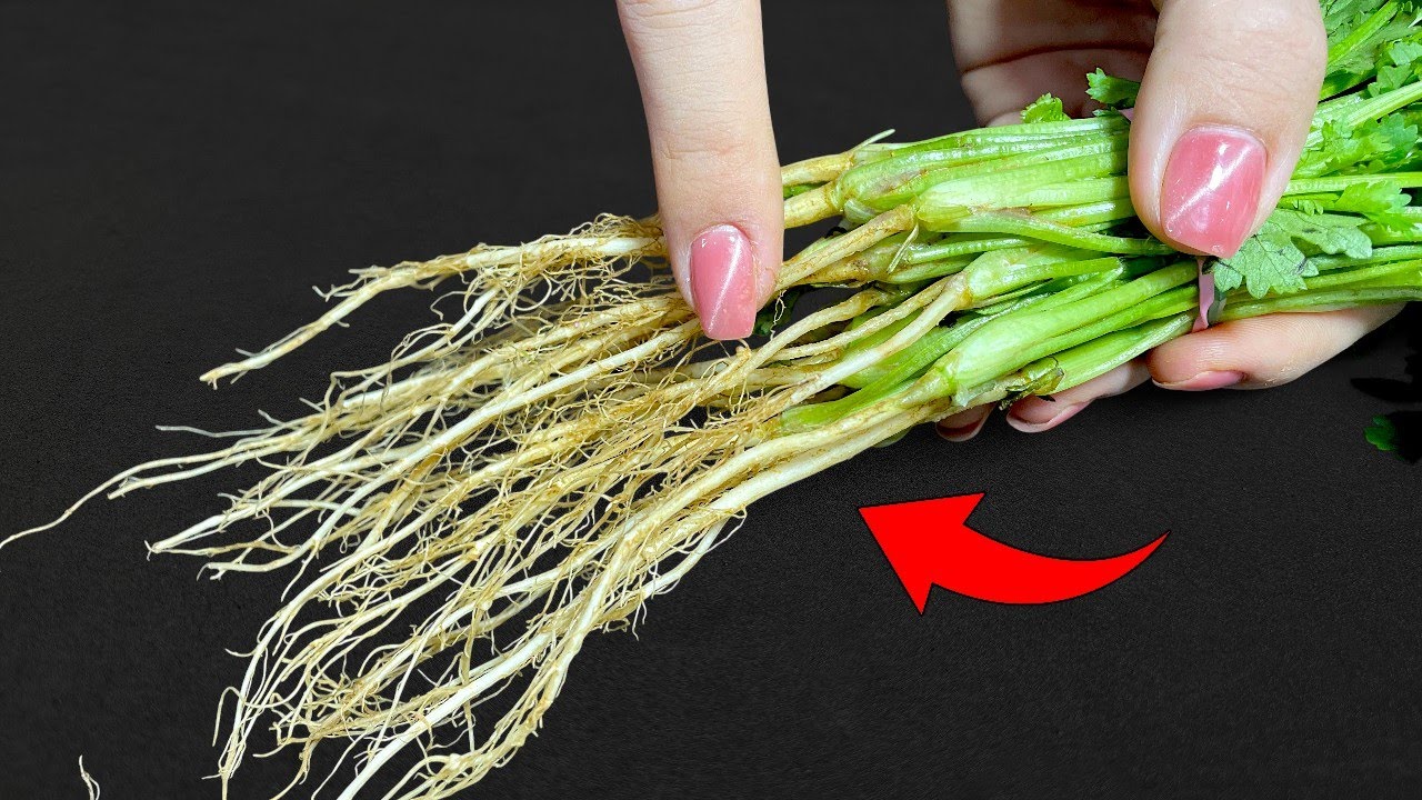 Les racines de coriandre sont des tr&eacute;sors. Ne les jetez pas&nbsp;! | Astuces