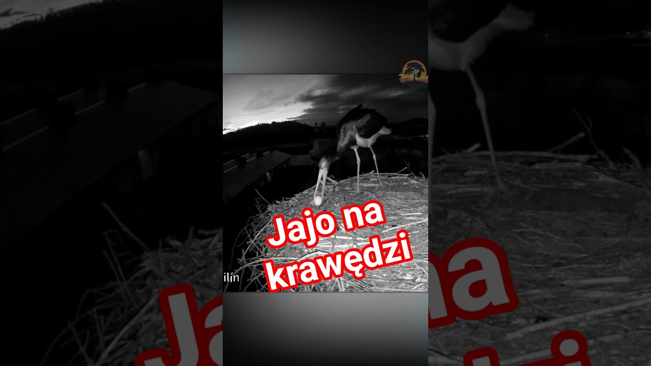 Jedno jajo&hellip; i walka o wszystko 😳 | Starcie bocian&oacute;w (cz. 3)