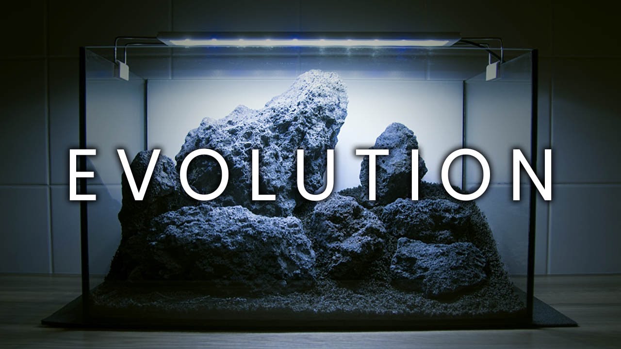 WIO BLACK DARWIN LAVA ROCK AQUASCAPE CONVERTED INTO A PALUDARIUM