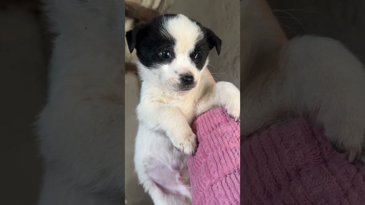 I had a fight with the little puppy